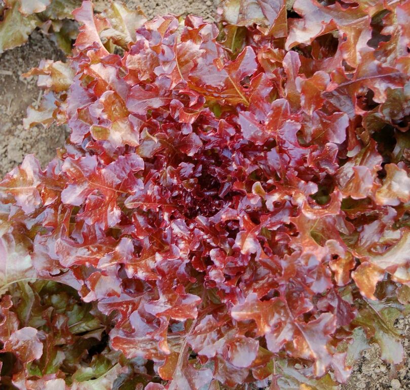 Organic Red Salad Bowl, Lactuca sativa  .100 grams